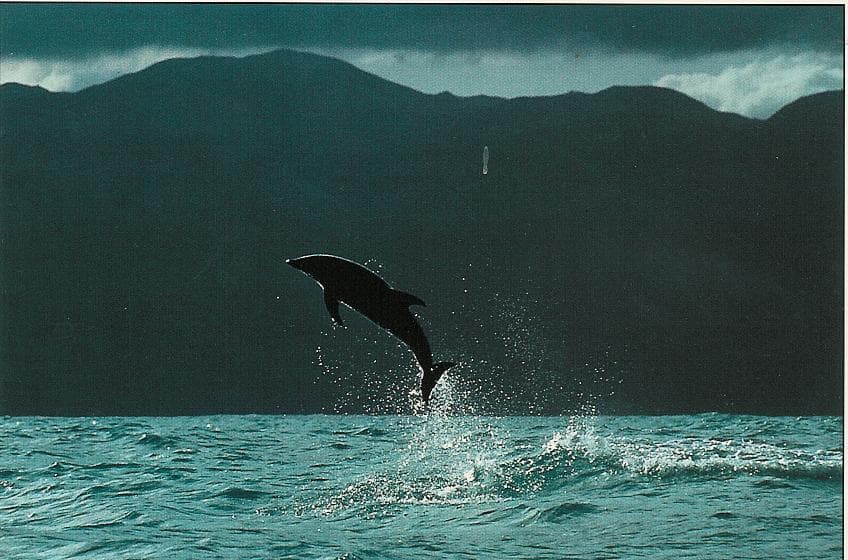 Silhouette of a dolphin leaping from the ocean against a backdrop of dark, misty mountains.
